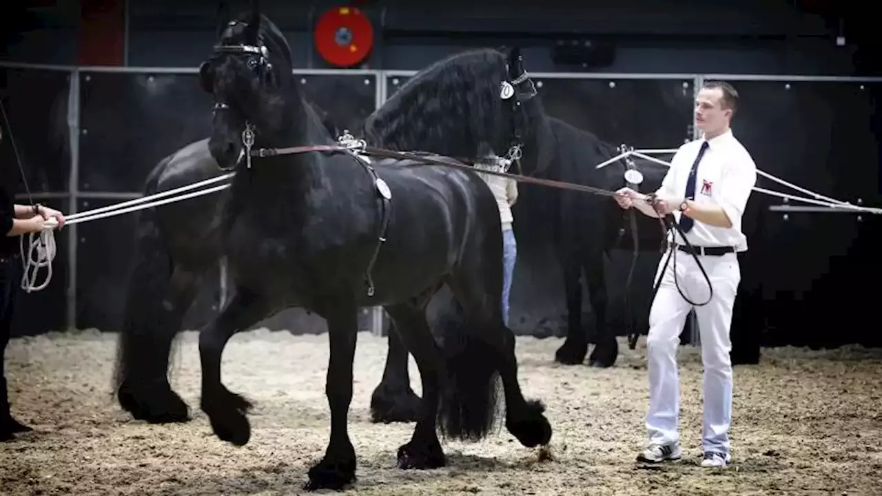 Keuren van Friese paarden buiten Europa al twee jaar op zijn gat door corona