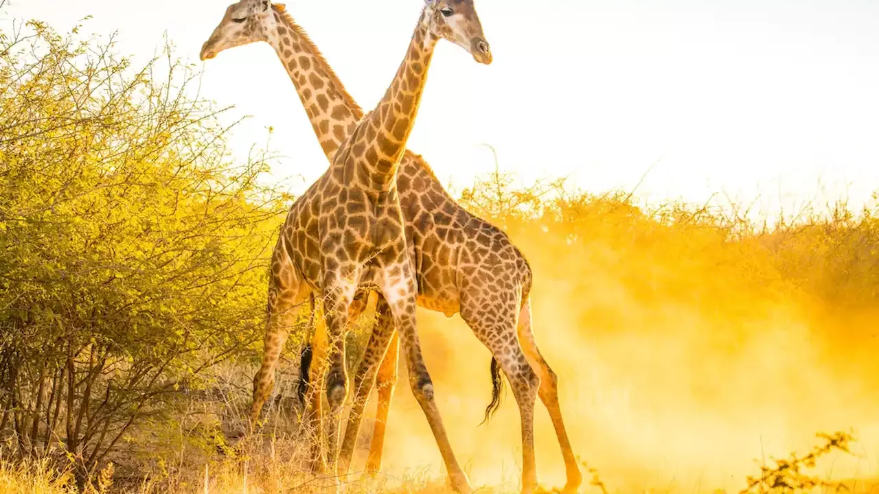 Giraffe populations are rising, giving new hope to scientists