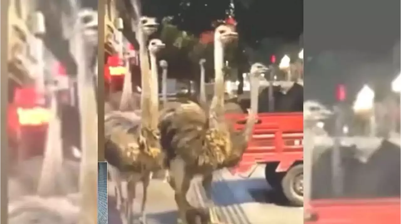 Más de 100 avestruces fugitivos corrieron por las calles de una ciudad china
