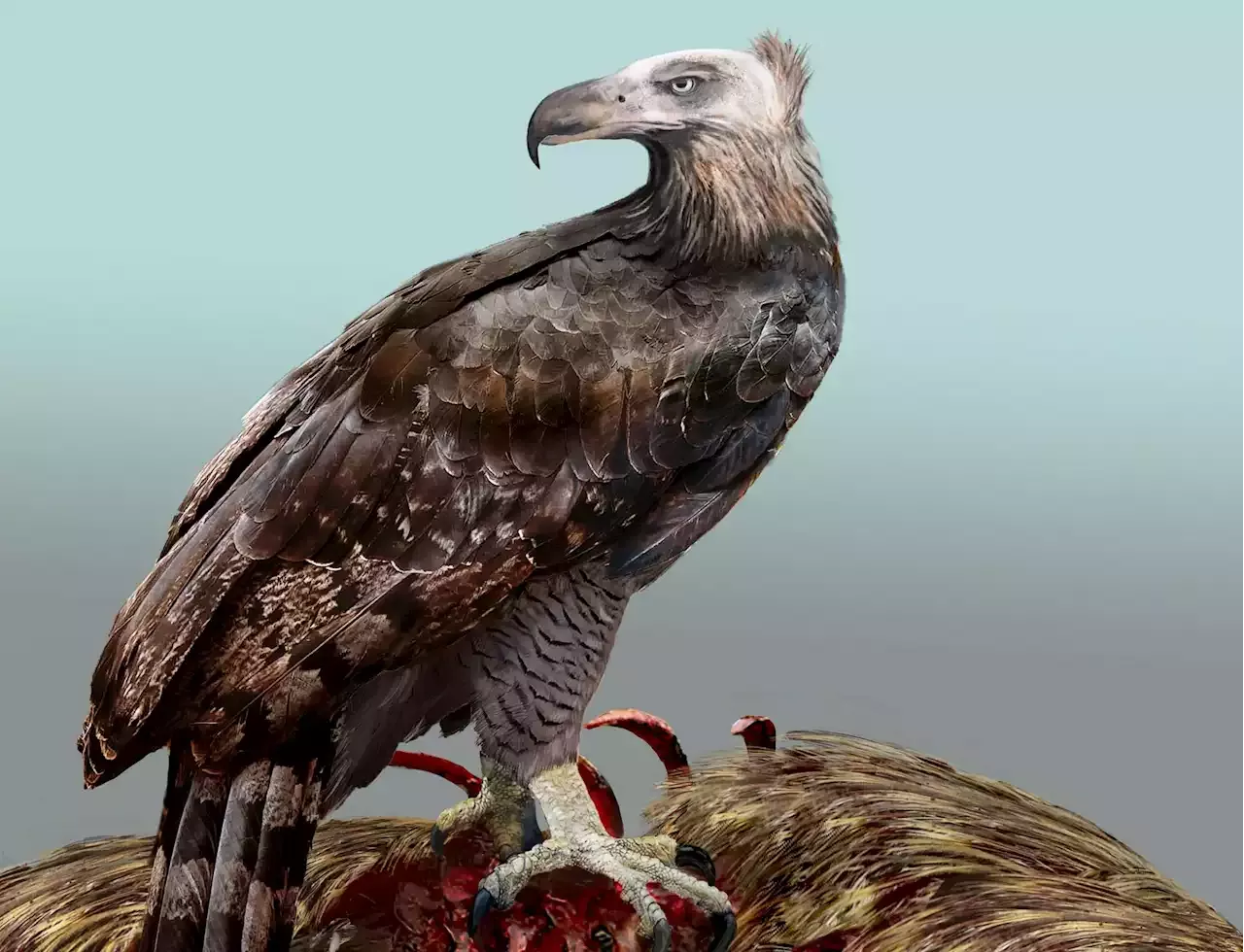 This 30-pound eagle would take down 400-pound prey and dig through their organs