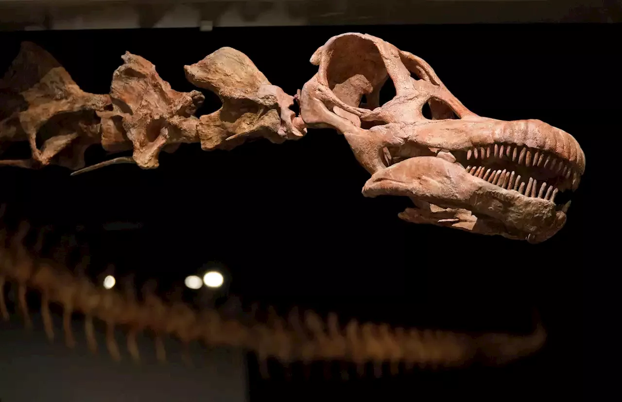 Have Scientists Found the Biggest Dinosaur?