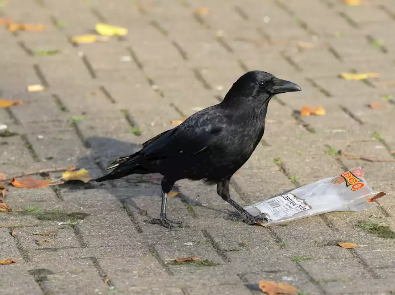 California town mulling using laser after being invaded by crows