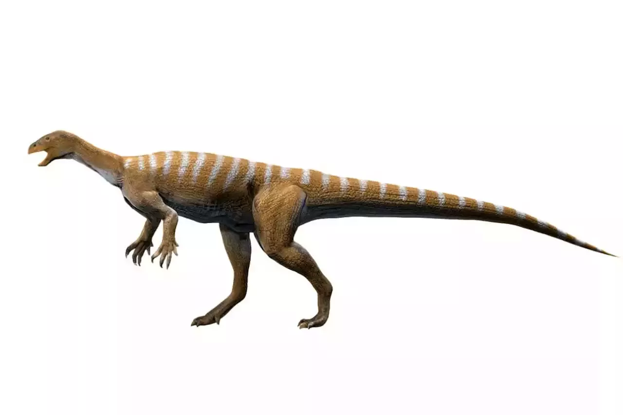 Dinosaur ancestor of long-necked Diplodocus ran swiftly on two legs