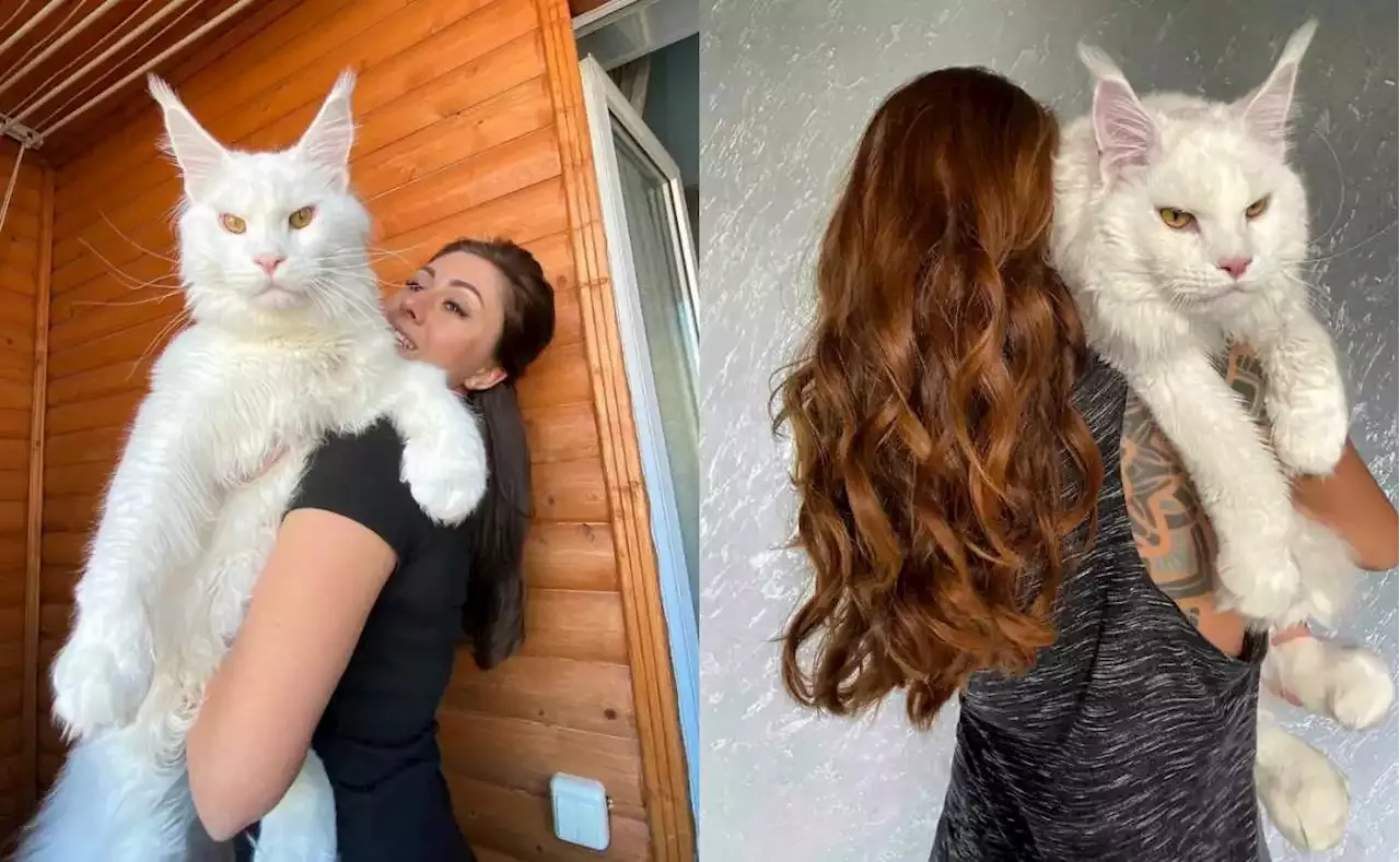 Conoce a Kéfir, “el gato más grande del mundo” que se ha vuelto viral en redes