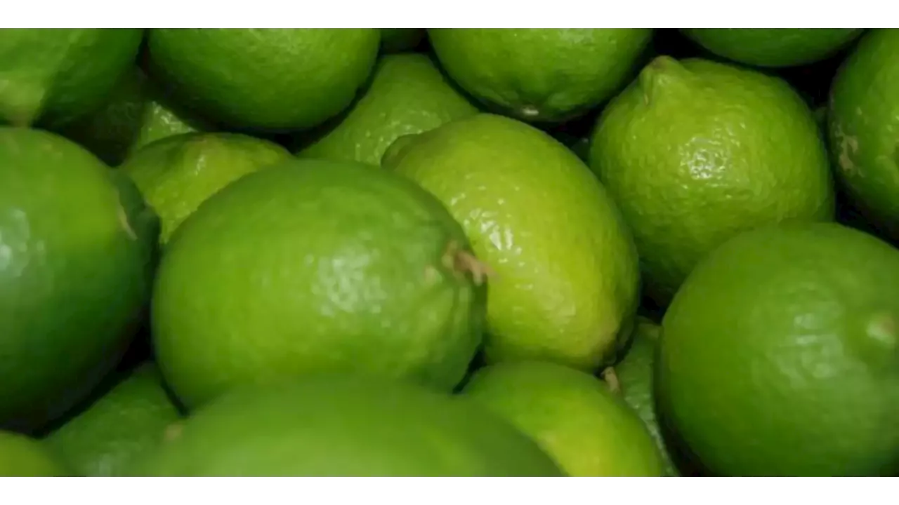 Agricultura prevé mayor producción de limón en México