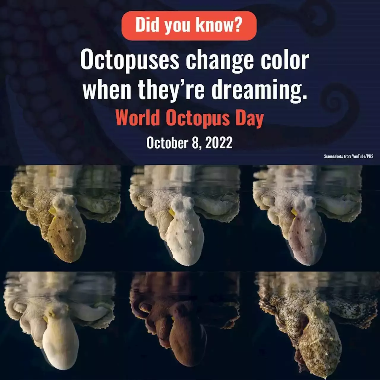 it-s-world-octopus-day-scientists-from-the-brain-i-it-s-world-octopus-day-scientists-from-the-brain-i-1578528367405854720.webp