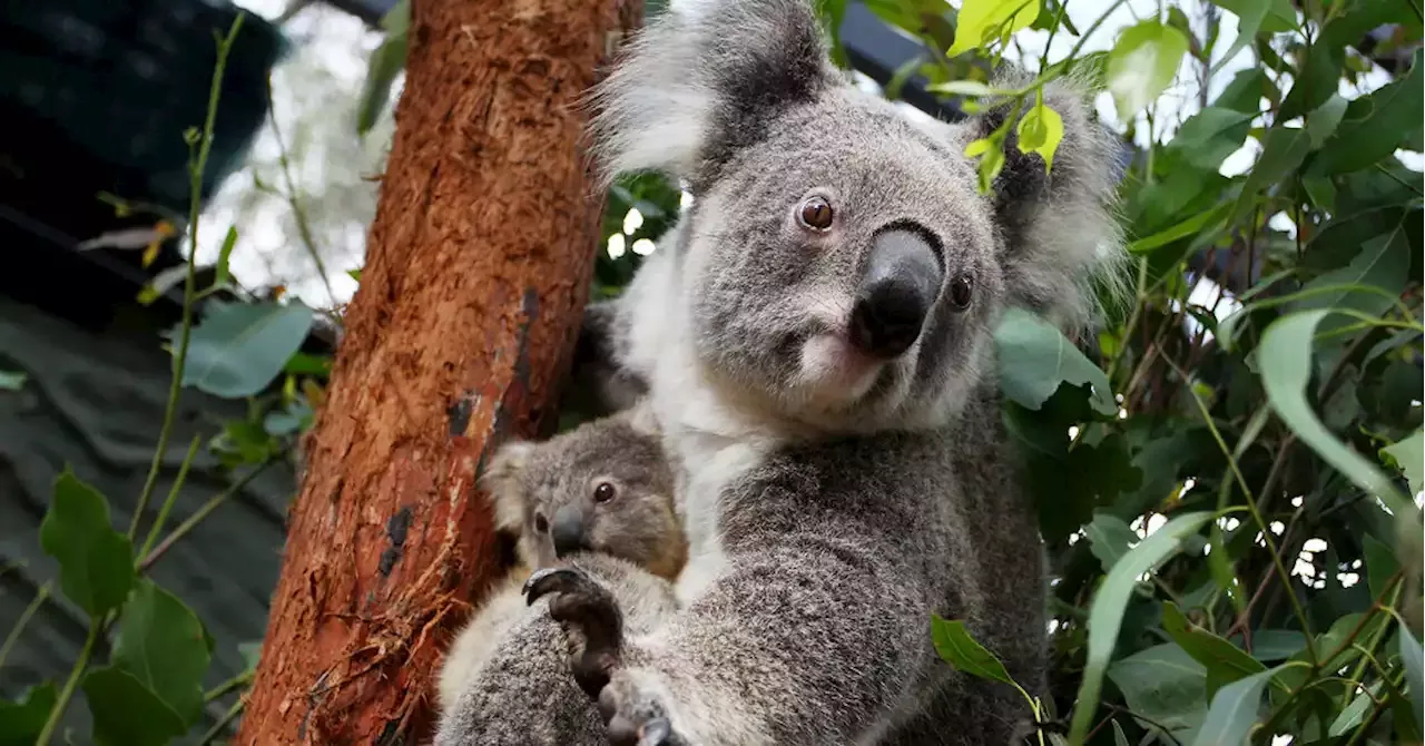 Australia Declares Koalas an Endangered Species | Australia - Endangered  Species