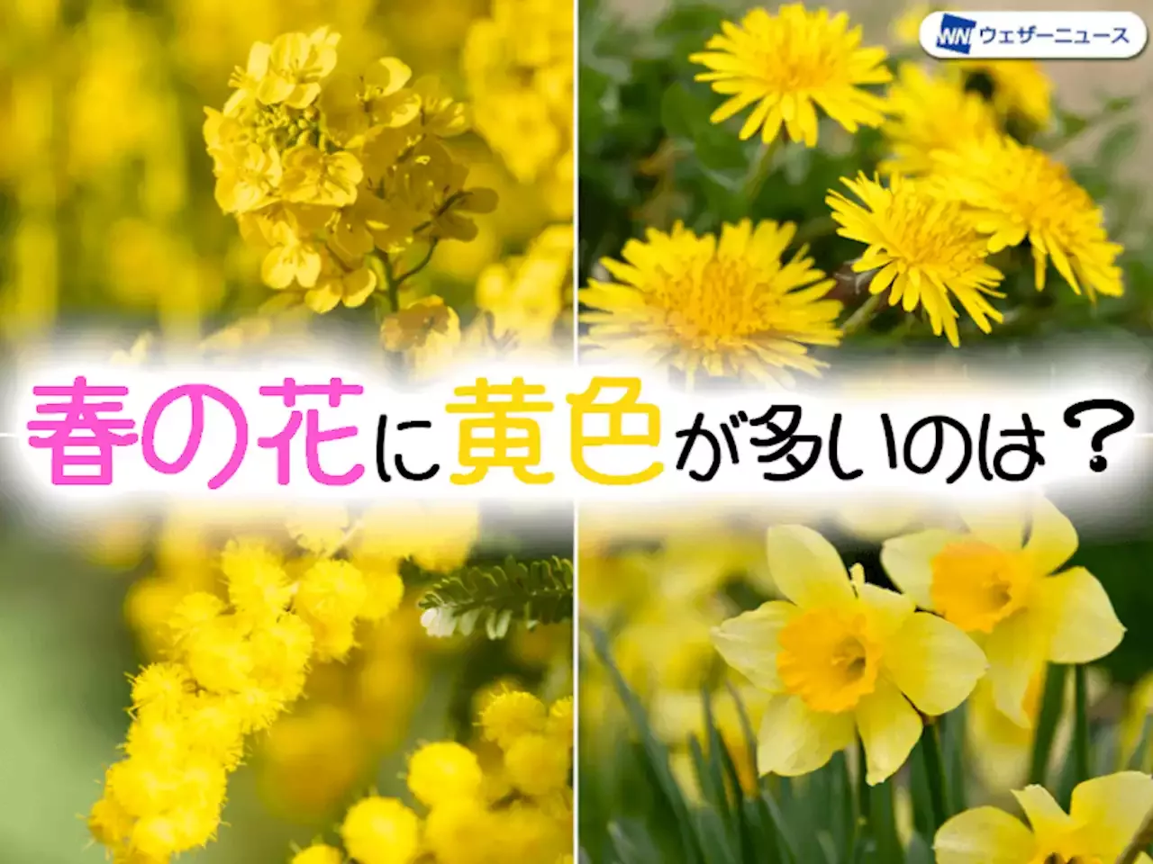 なぜ 春には黄色い花が多いのか