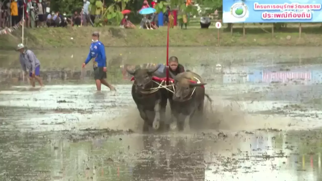 'تشونبوري' أرض الأرز ذي الجودة العالية متمسكة بتقليد سباقات الجواميس في تايلند.. فيديو
