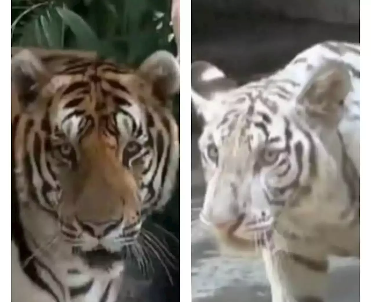 2 tigers in Malabon Zoo named after President Bongbong Marcos, First Lady  Liza