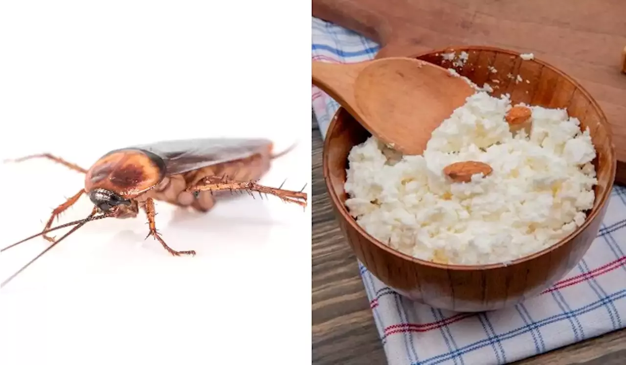 Did You Know That Cockroaches Taste Like Cottage Cheese? | TRP