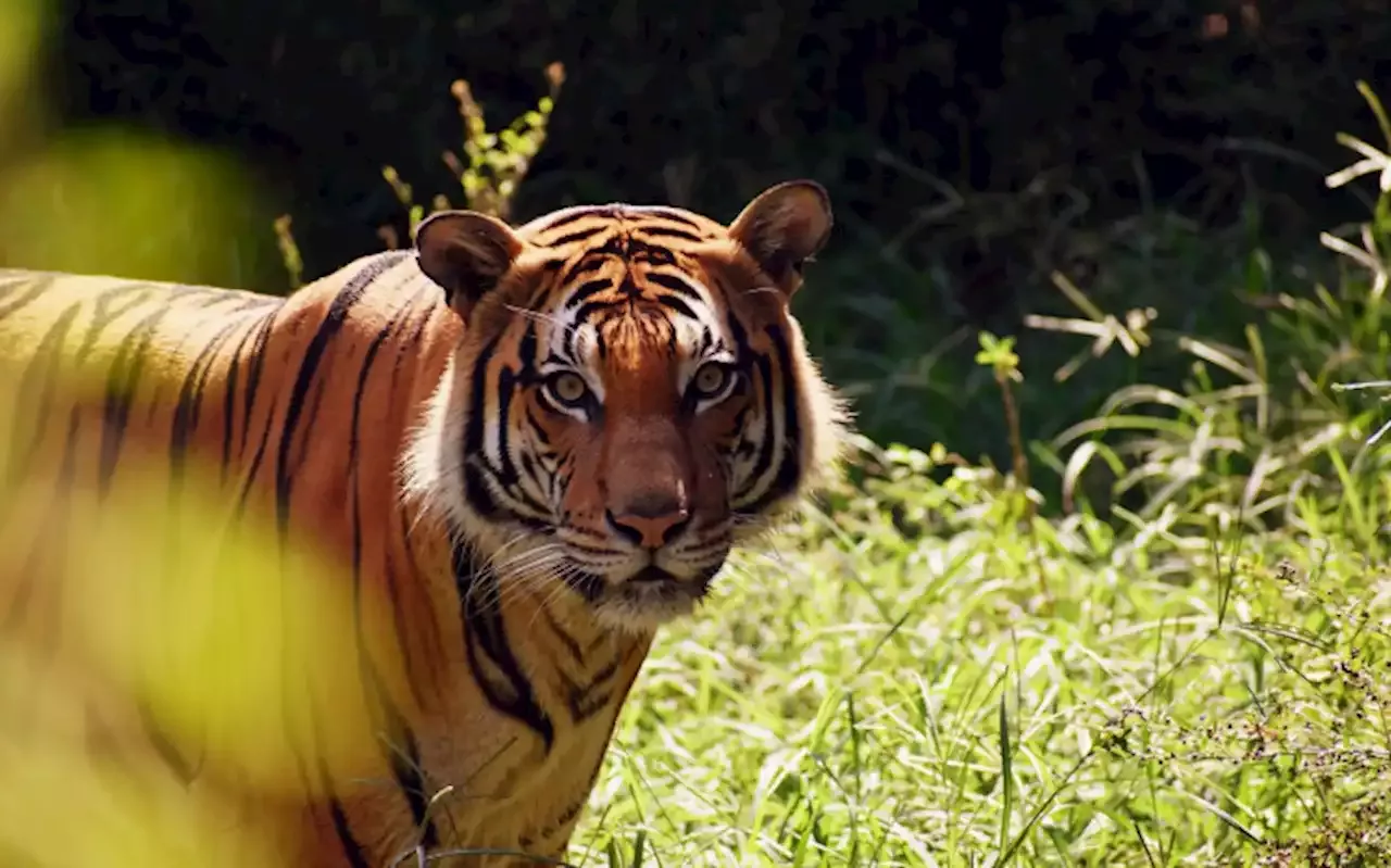 Sheba the escaped tiger reopens debate on keeping wild animals as pets
