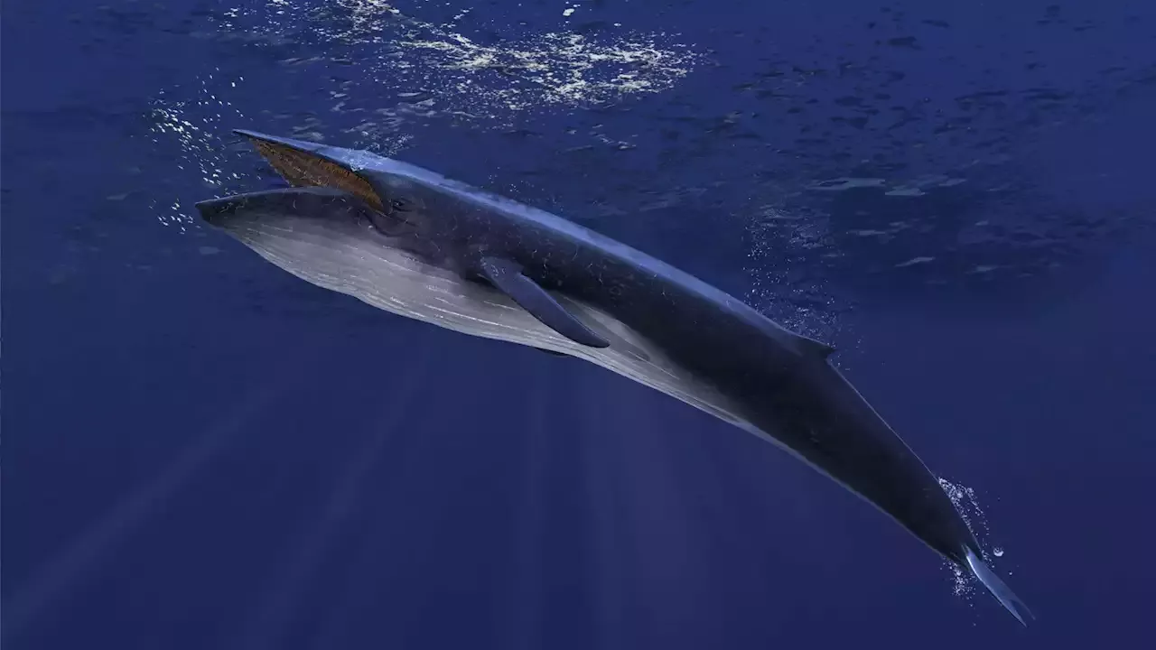 10 incredible facts about the largest animal on Earth – the blue whale