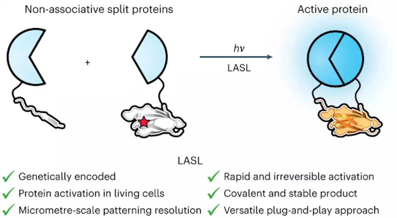 Spatiotemporal functional assembly of split protein pairs through a  light-activated SpyLigation - Nature Chemistry